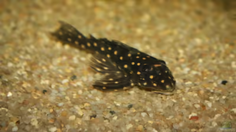 Besatz im Aquarium Becken 10517 von Sandro Möstel (11)