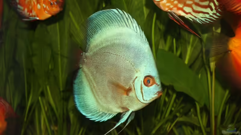 Besatz im Aquarium Becken 10517 von Sandro Möstel (12)