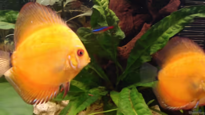 Besatz im Aquarium Becken 10517 von Sandro Möstel (7)