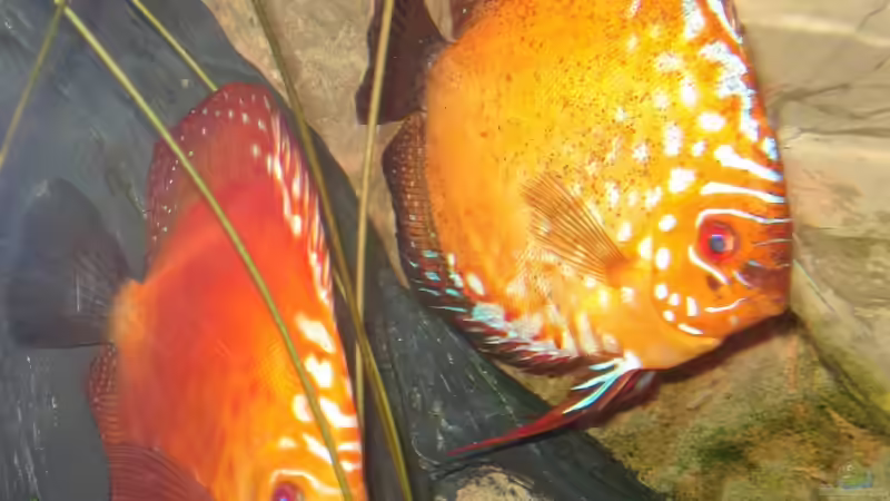 Besatz im Aquarium Becken 10517 von Sandro Möstel (8)