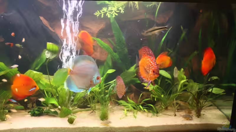 Besatz im Aquarium Becken 10517 von Sandro Möstel (9)