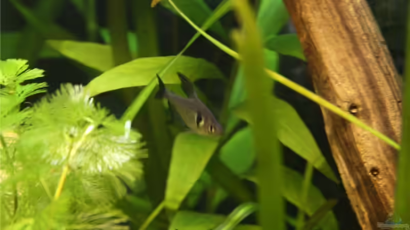 Besatz im Aquarium Becken 10527 von Verena Kemler (3)