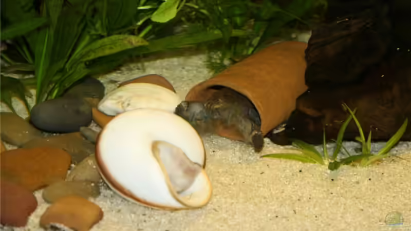 Besatz im Aquarium Becken 10527 von Verena Kemler (4)