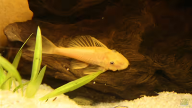 Besatz im Aquarium Becken 10527 von Verena Kemler (5)