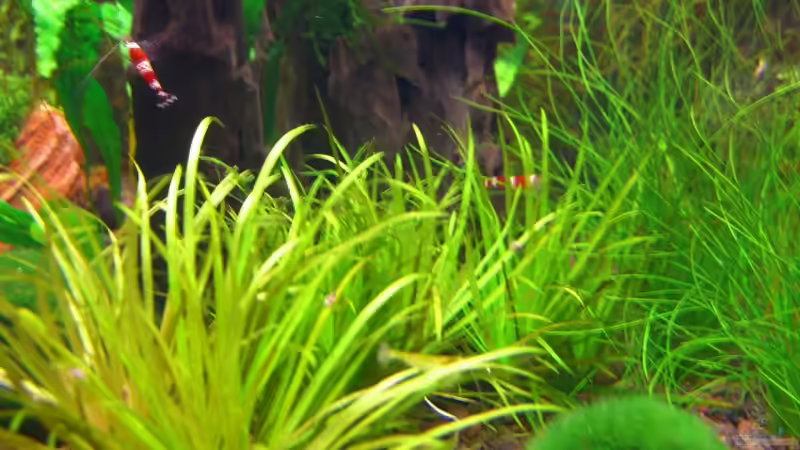 Besatz im Aquarium Becken 10539 von Paul (5)