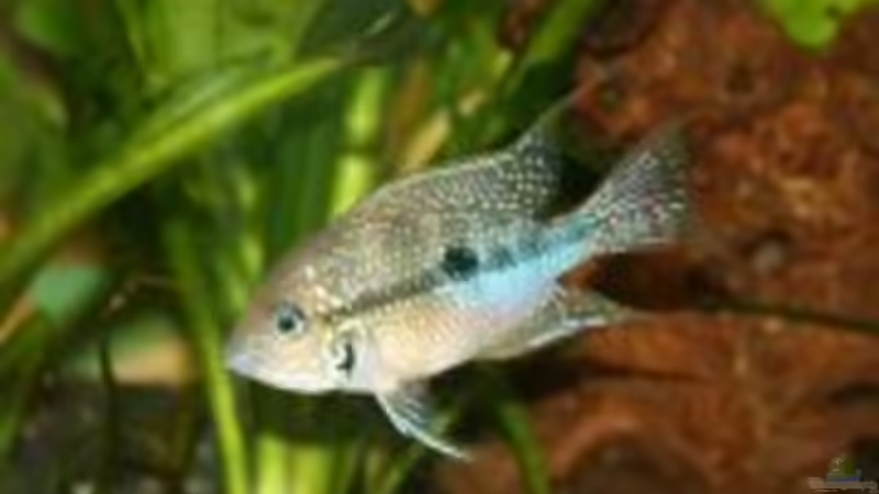 Besatz im Aquarium Becken 10555 von Verena Kemler (2)