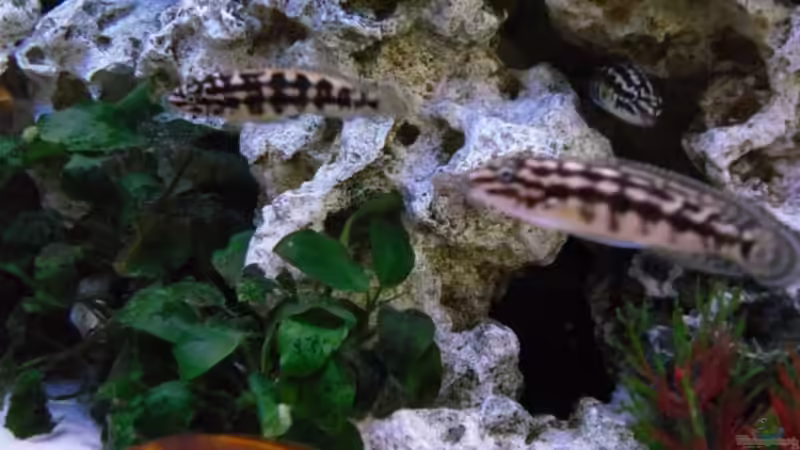 Besatz im Aquarium Becken 10576 von Uwe Baumgarten (29)