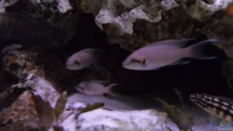 Besatz im Aquarium Becken 10576 von Uwe Baumgarten (30)