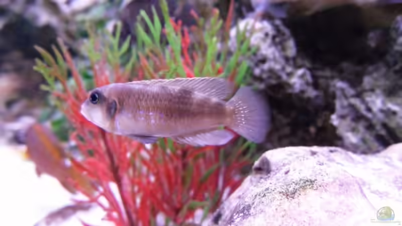 Besatz im Aquarium Becken 10576 von Uwe Baumgarten (31)