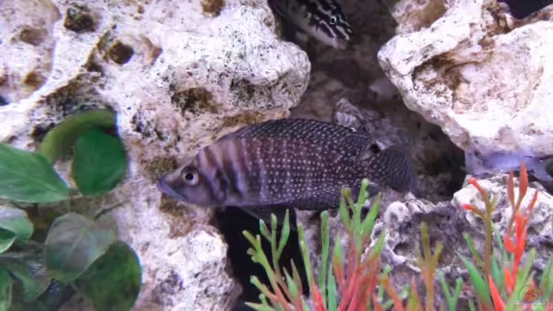 Besatz im Aquarium Becken 10576 von Uwe Baumgarten (32)