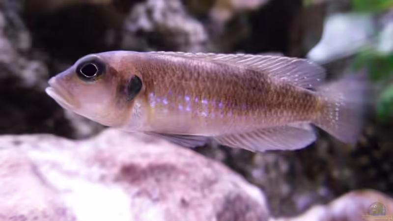 Besatz im Aquarium Becken 10576 von Uwe Baumgarten (33)