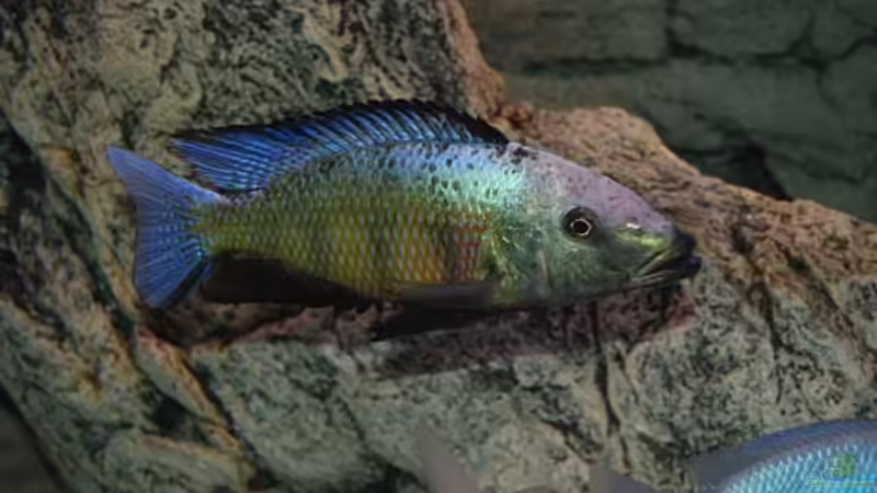 Besatz im Aquarium Becken 10590 von Wietze Bron (100)