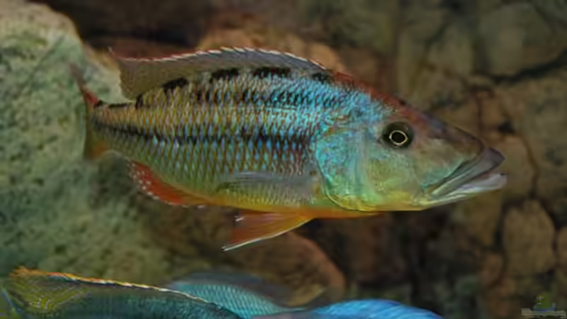 Besatz im Aquarium Becken 10590 von Wietze Bron (102)