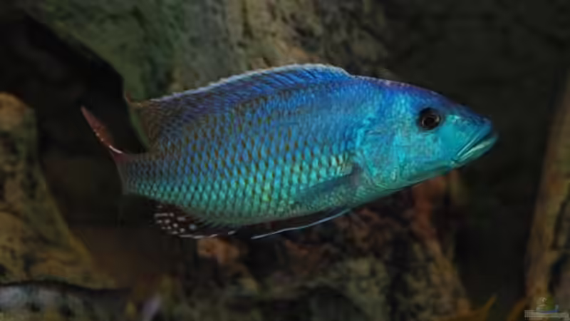 Besatz im Aquarium Becken 10590 von Wietze Bron (103)