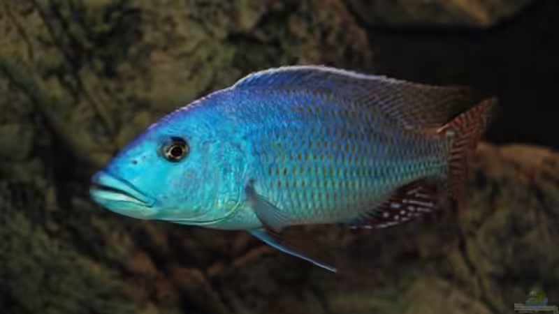 Besatz im Aquarium Becken 10590 von Wietze Bron (104)