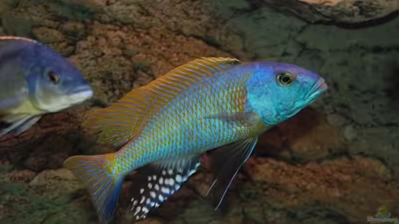 Besatz im Aquarium Becken 10590 von Wietze Bron (105)