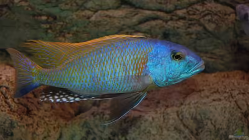 Besatz im Aquarium Becken 10590 von Wietze Bron (106)