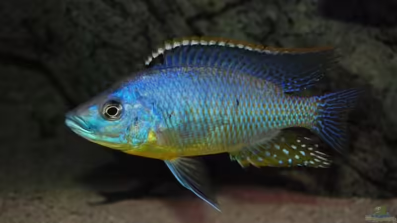 Besatz im Aquarium Becken 10590 von Wietze Bron (108)