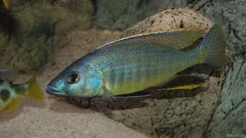 Besatz im Aquarium Becken 10590 von Wietze Bron (109)