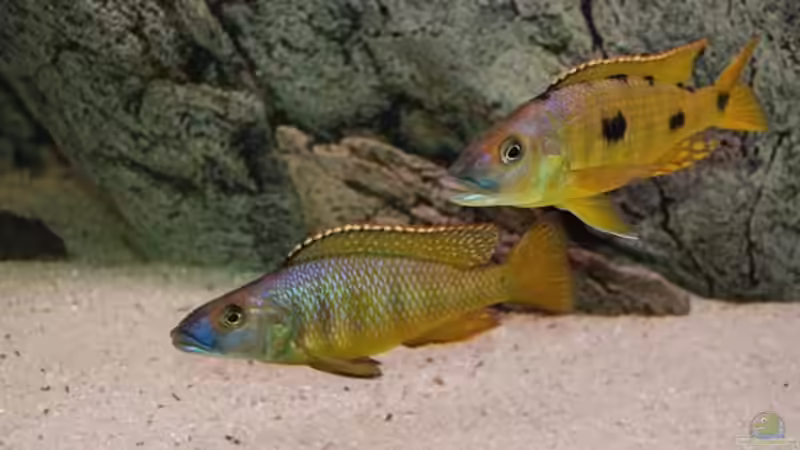 Besatz im Aquarium Becken 10590 von Wietze Bron (110)