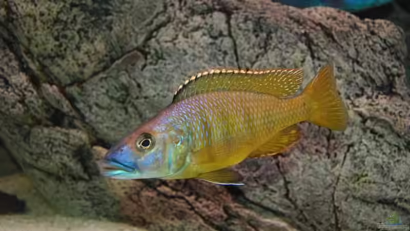 Besatz im Aquarium Becken 10590 von Wietze Bron (111)