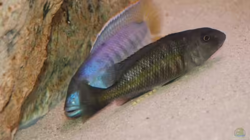 Besatz im Aquarium Becken 10590 von Wietze Bron (113)