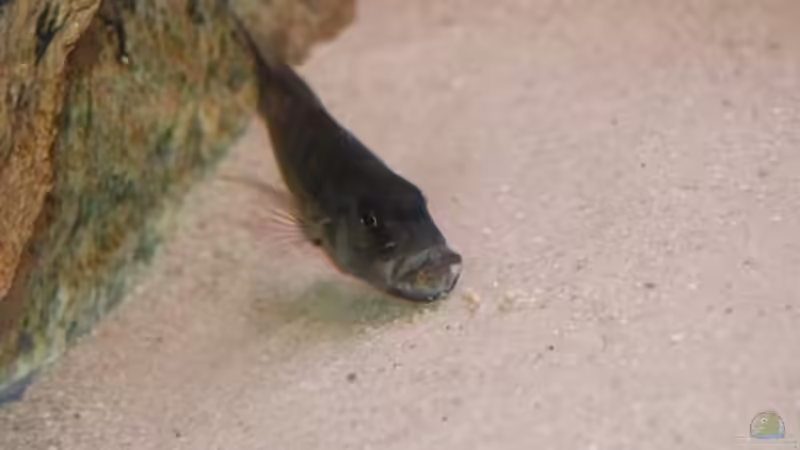 Besatz im Aquarium Becken 10590 von Wietze Bron (114)