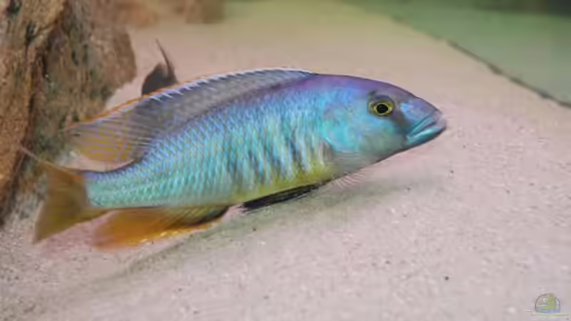 Besatz im Aquarium Becken 10590 von Wietze Bron (115)