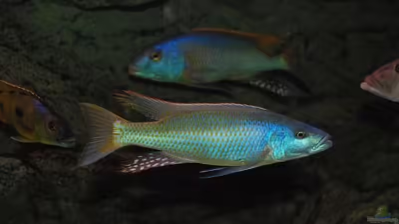 Besatz im Aquarium Becken 10590 von Wietze Bron (119)