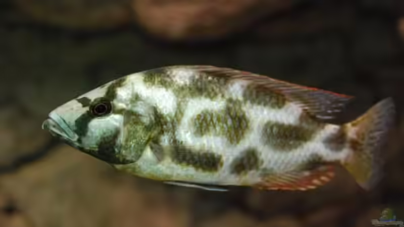 Besatz im Aquarium Becken 10590 von Wietze Bron (120)