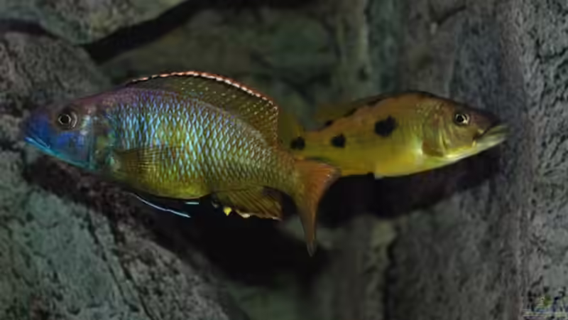 Besatz im Aquarium Becken 10590 von Wietze Bron (121)