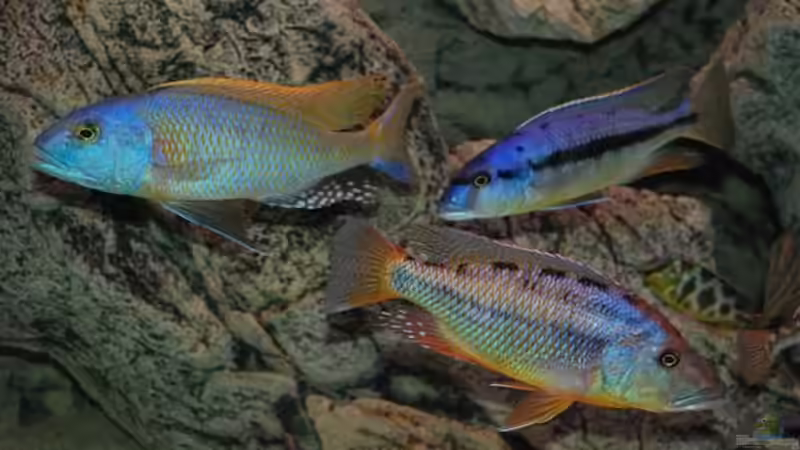 Besatz im Aquarium Becken 10590 von Wietze Bron (89)