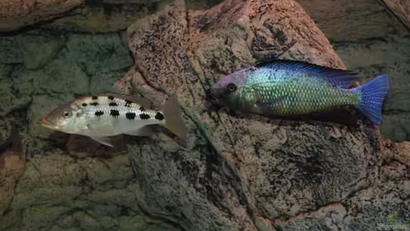 Besatz im Aquarium Becken 10590 von Wietze Bron (90)