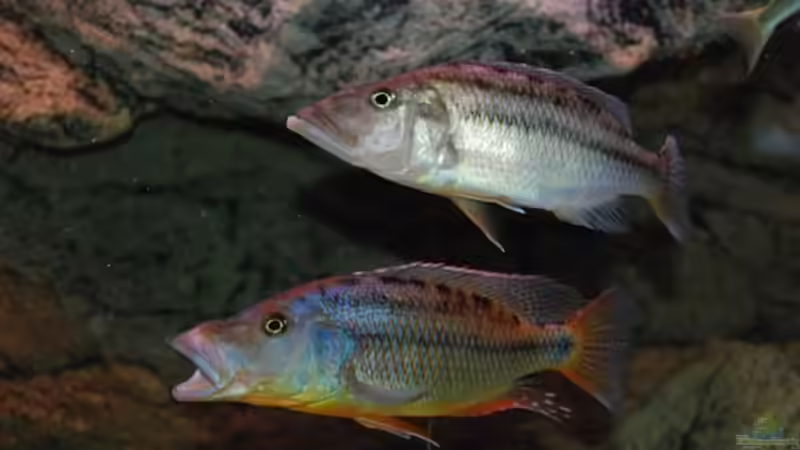 Besatz im Aquarium Becken 10590 von Wietze Bron (91)