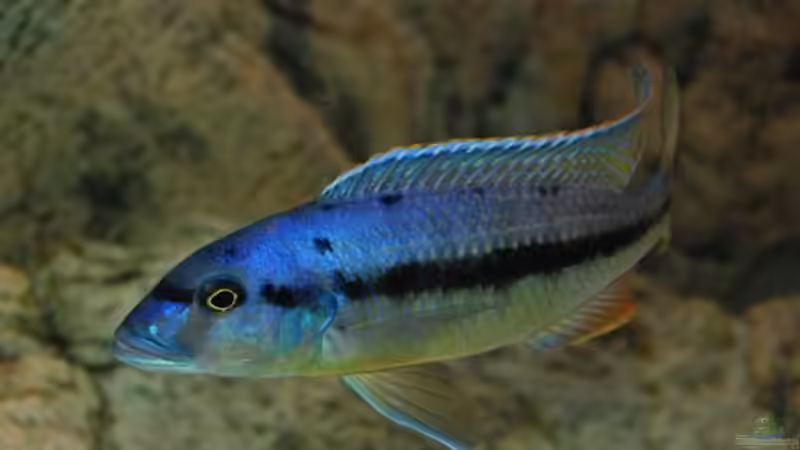 Besatz im Aquarium Becken 10590 von Wietze Bron (93)