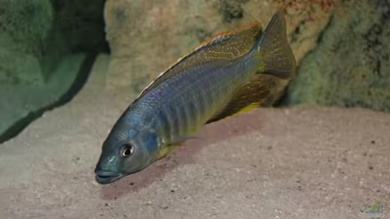 Besatz im Aquarium Becken 10590 von Wietze Bron (95)