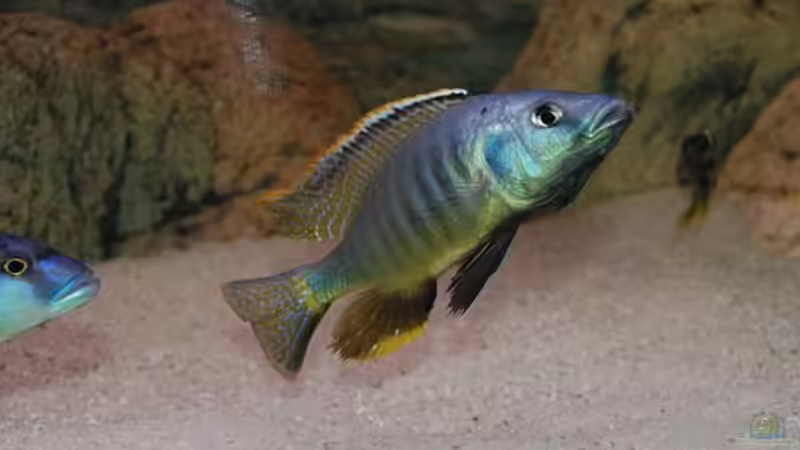 Besatz im Aquarium Becken 10590 von Wietze Bron (96)