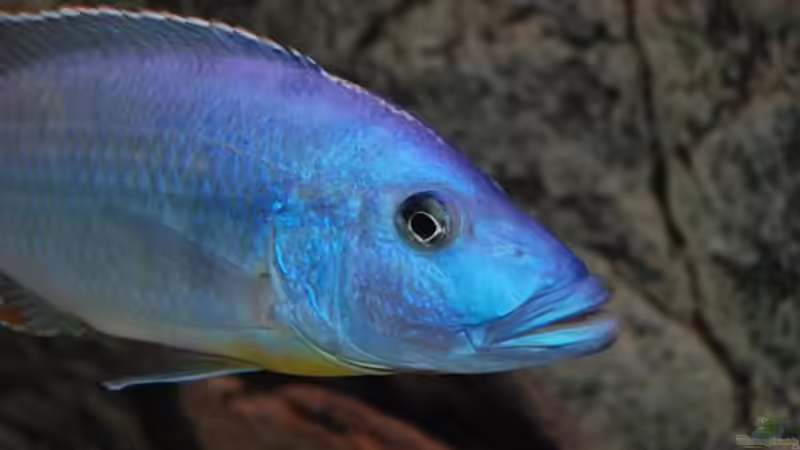 Besatz im Aquarium Becken 10590 von Wietze Bron (97)