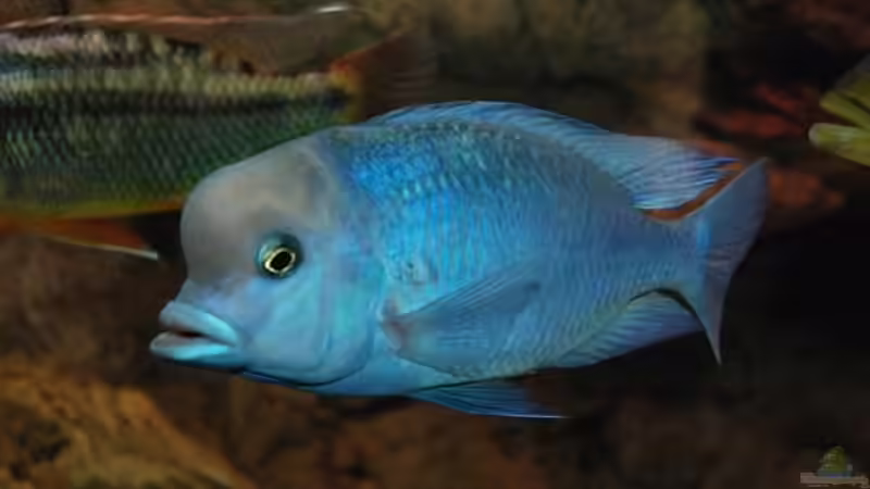 Besatz im Aquarium Becken 10590 von Wietze Bron (99)