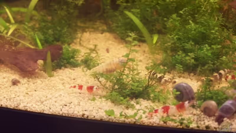 Besatz im Aquarium Becken 10592 von Dani B (11)