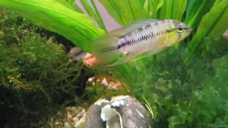 Besatz im Aquarium Becken 10598 von steelcut (11)