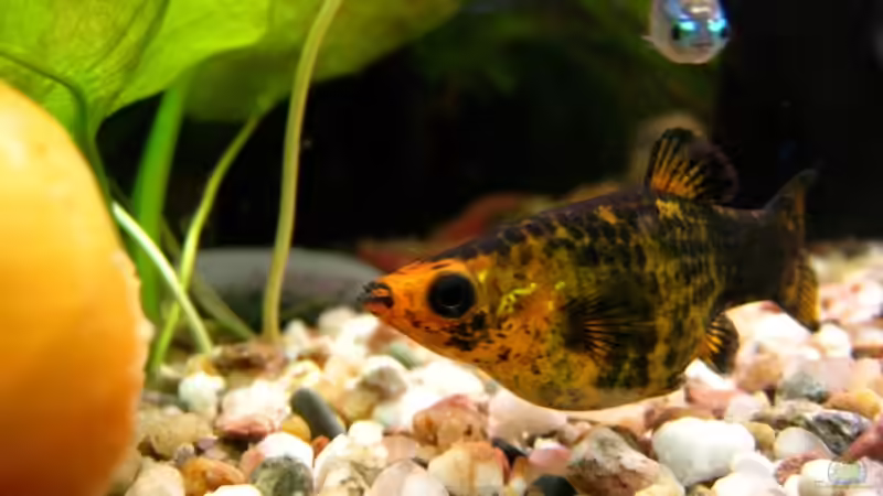 Besatz im Aquarium Becken 10598 von steelcut (4)