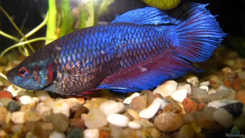 Besatz im Aquarium Becken 10598 von steelcut (5)