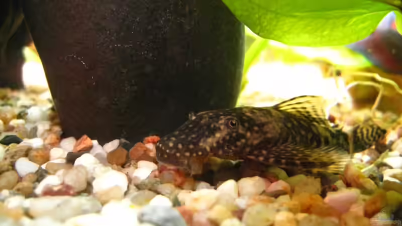 Besatz im Aquarium Becken 10598 von steelcut (7)