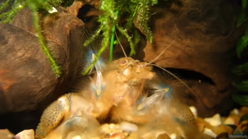 Besatz im Aquarium Becken 10598 von steelcut (9)