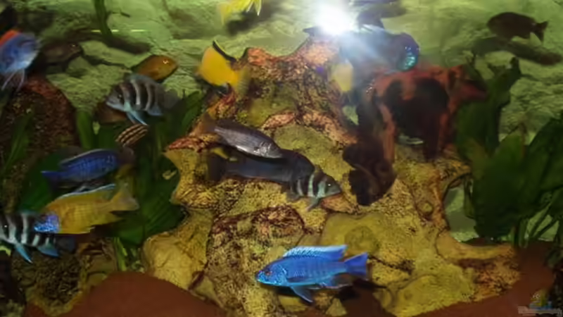 Besatz im Aquarium Becken 106 von David Daniel (6)