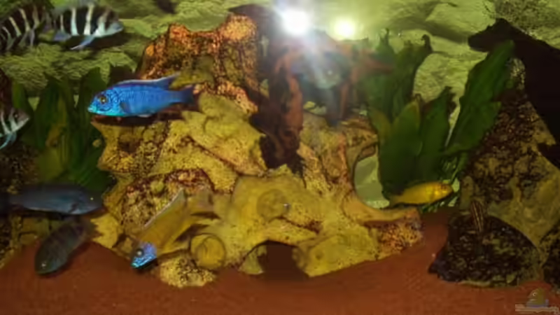 Besatz im Aquarium Becken 106 von David Daniel (8)