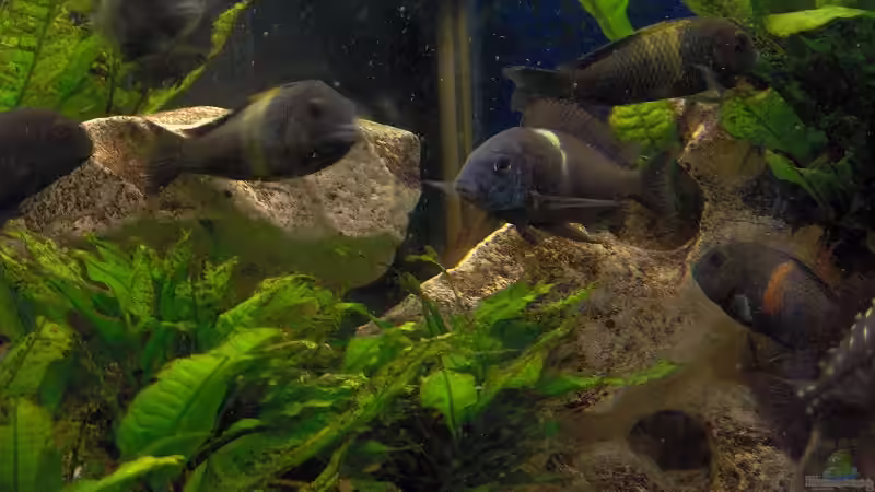 Besatz im Aquarium Becken 10623 von Tommy1977 (2)