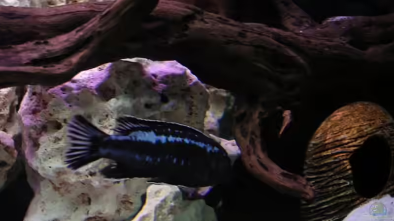 Besatz im Aquarium Becken 10624 von Gottfried Lechner (10)