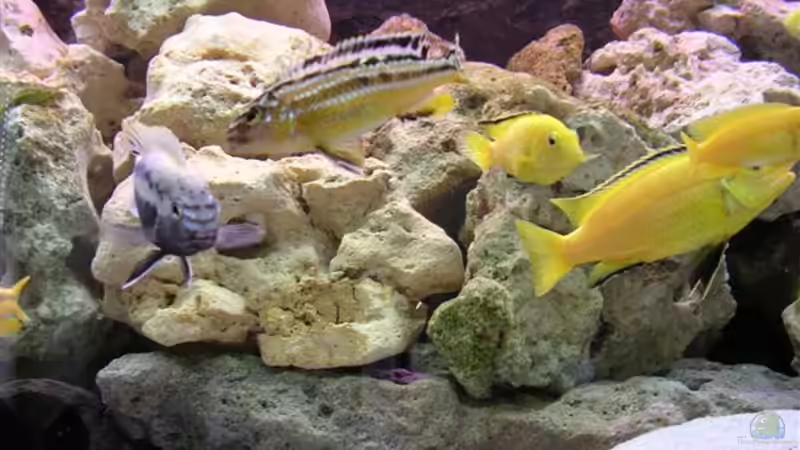 Besatz im Aquarium Becken 10624 von Gottfried Lechner (5)